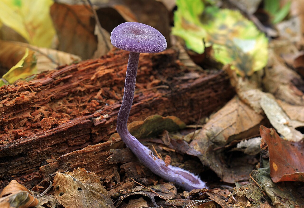 Purple amethyst deceiver mushrooms among woodland leaves