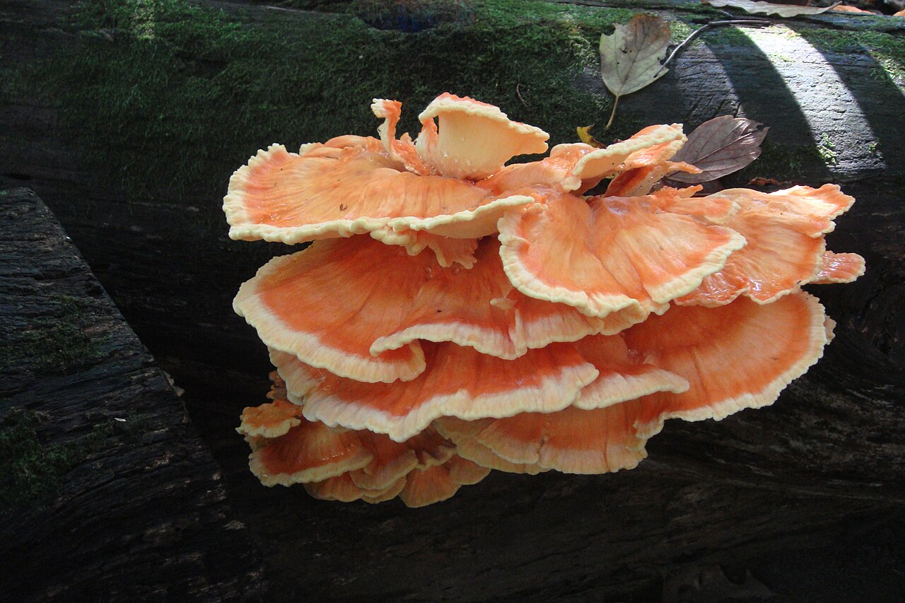 Bright orange and yellow chicken of the woods shelves on a tree
