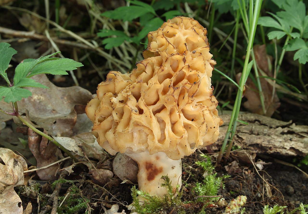Common morel mushrooms growing on a woodland floor
