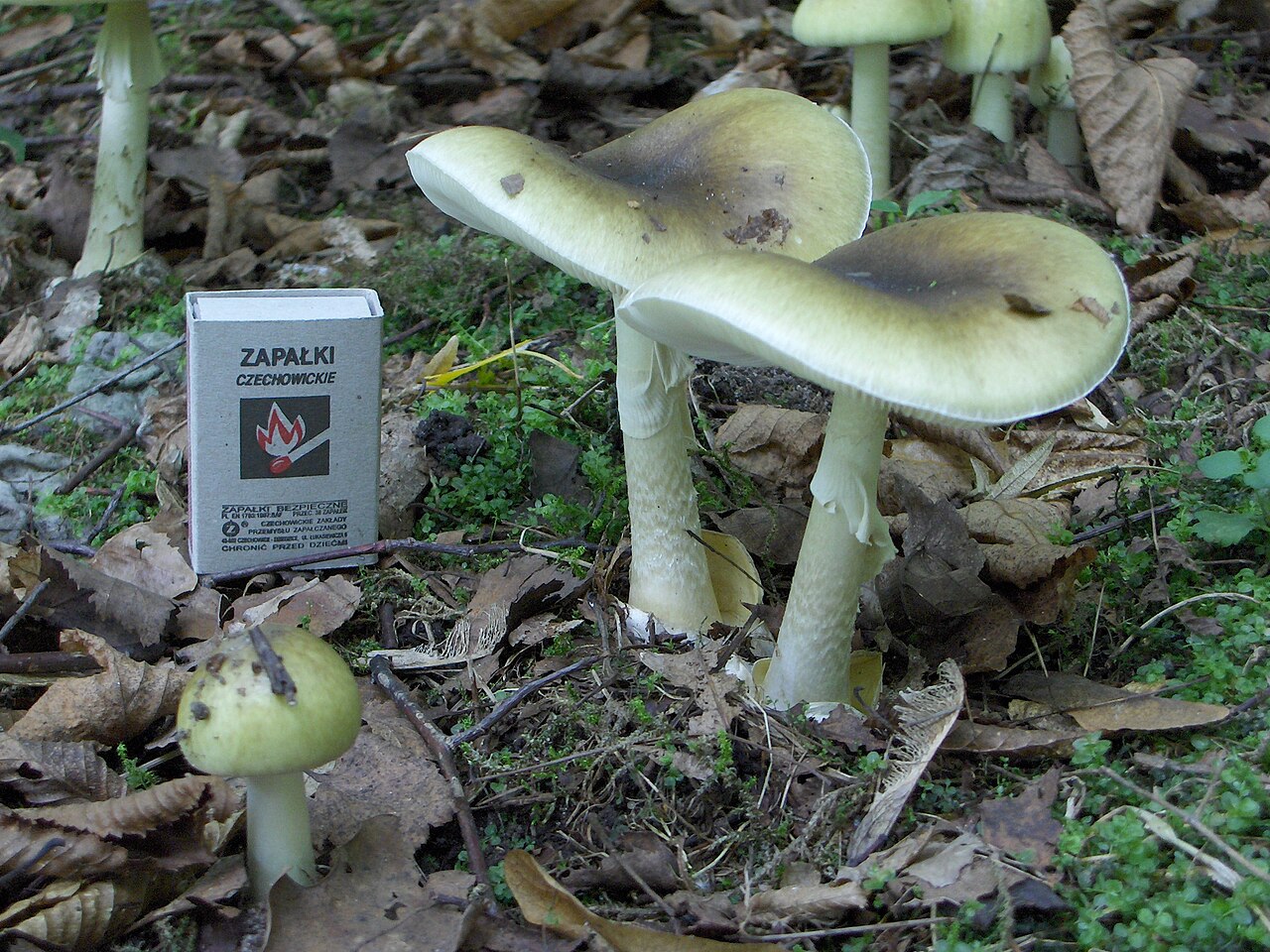 Two mature death cap mushrooms on a forest floor