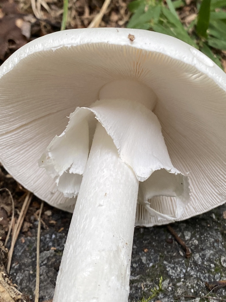 White destroying angel mushroom with a skirt-like veil