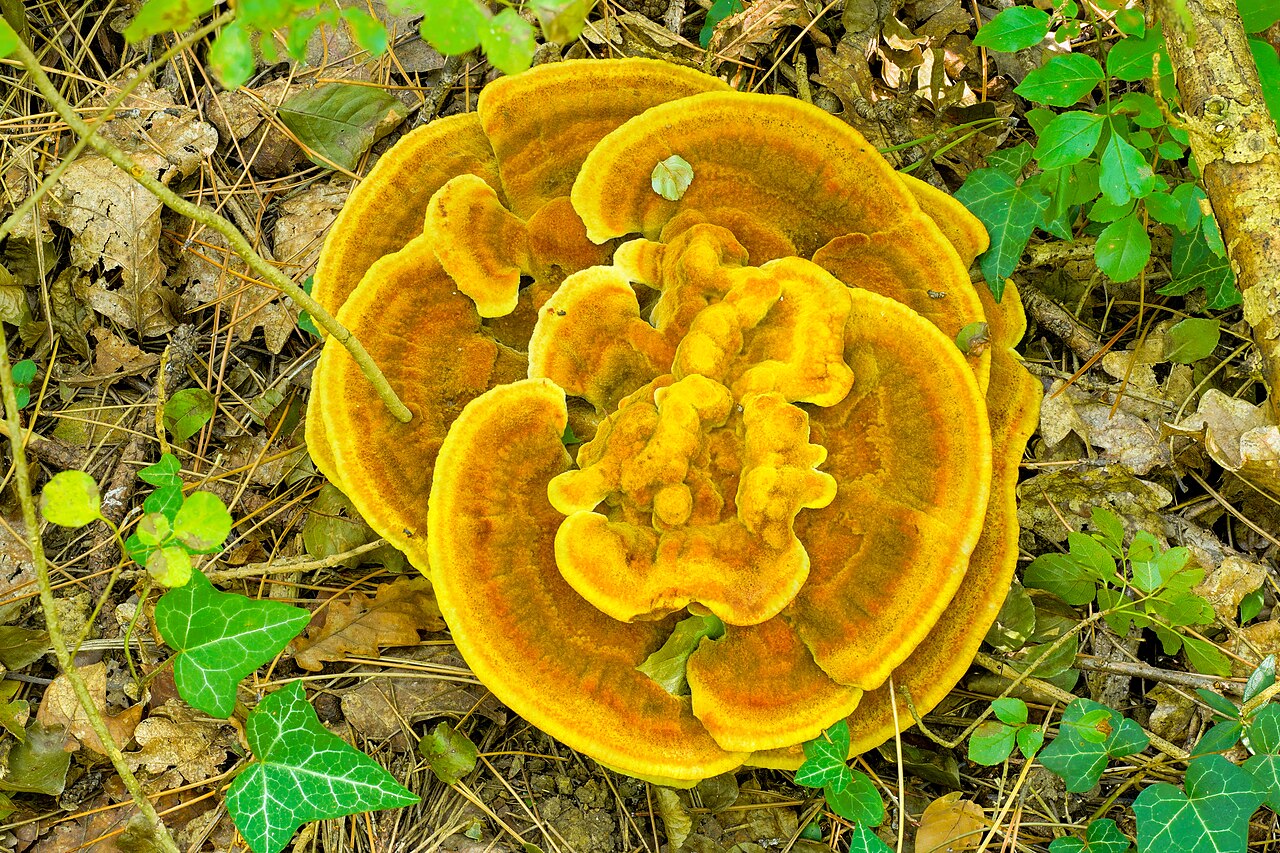 Brown and yellow dyer's polypore growing near a tree
