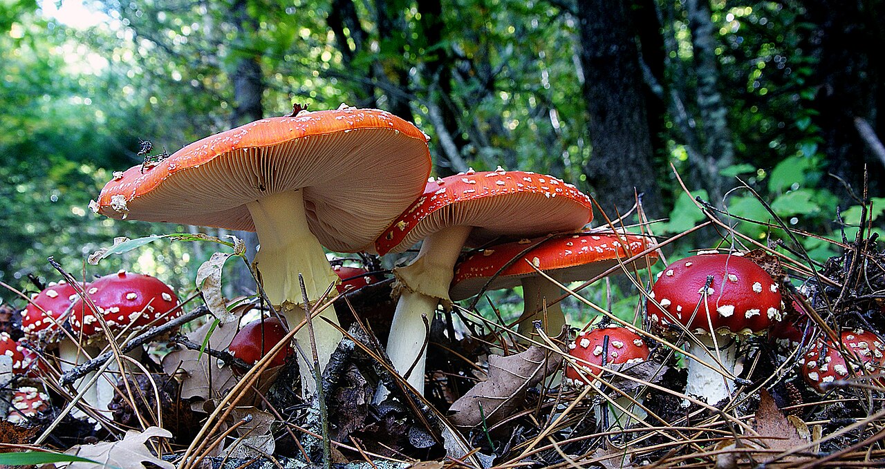 Red fly agaric mushrooms with white spots on a forest floor