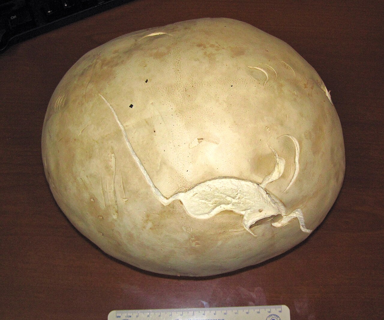 Large white giant puffball mushroom on a forest floor
