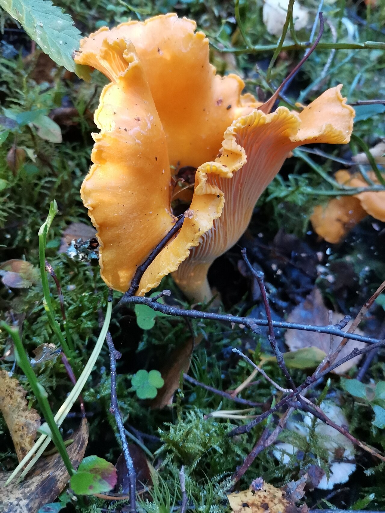 Golden chanterelle mushrooms growing among moss and leaves
