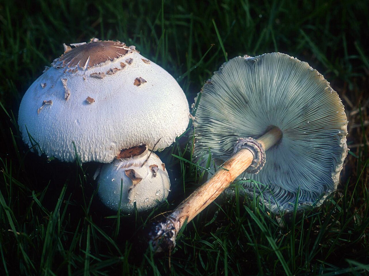 Green-spored parasol mushrooms growing together in grass