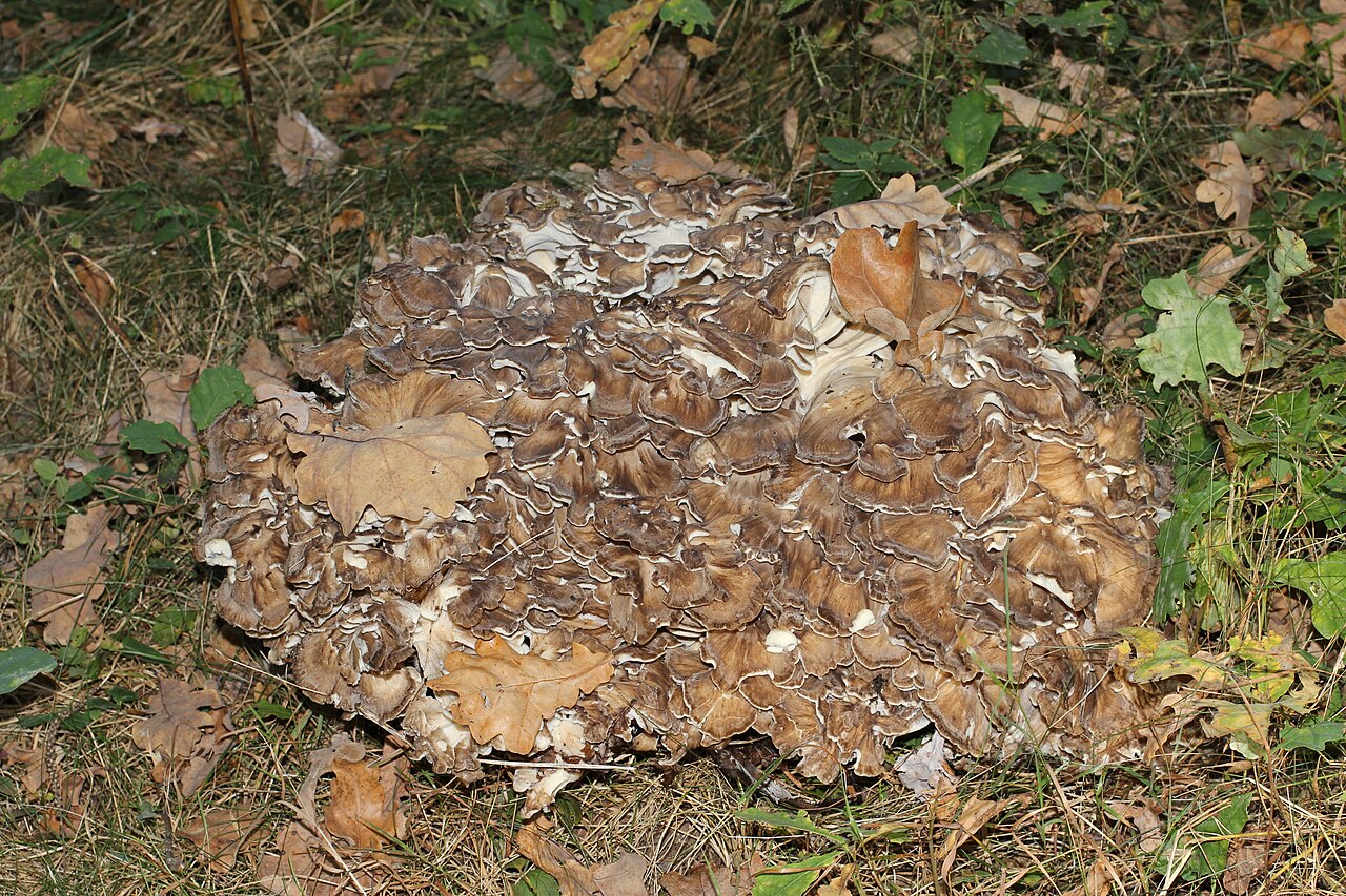 Large layered hen of the woods mushroom at the base of a tree