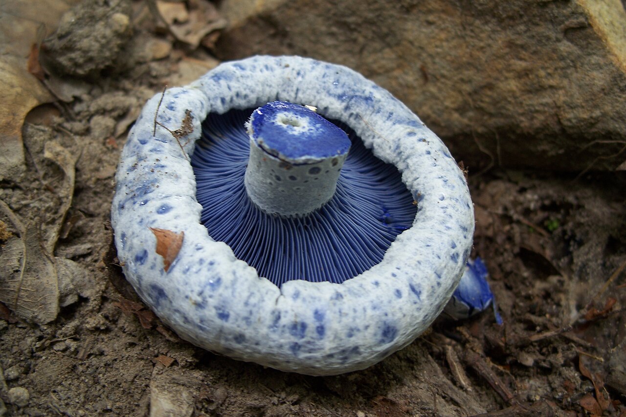 Blue indigo milk cap mushrooms among leaf litter
