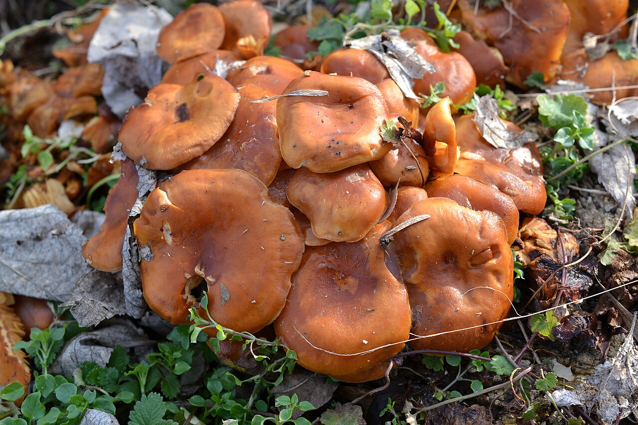 Bright orange jack-o'-lantern mushrooms clustered near wood