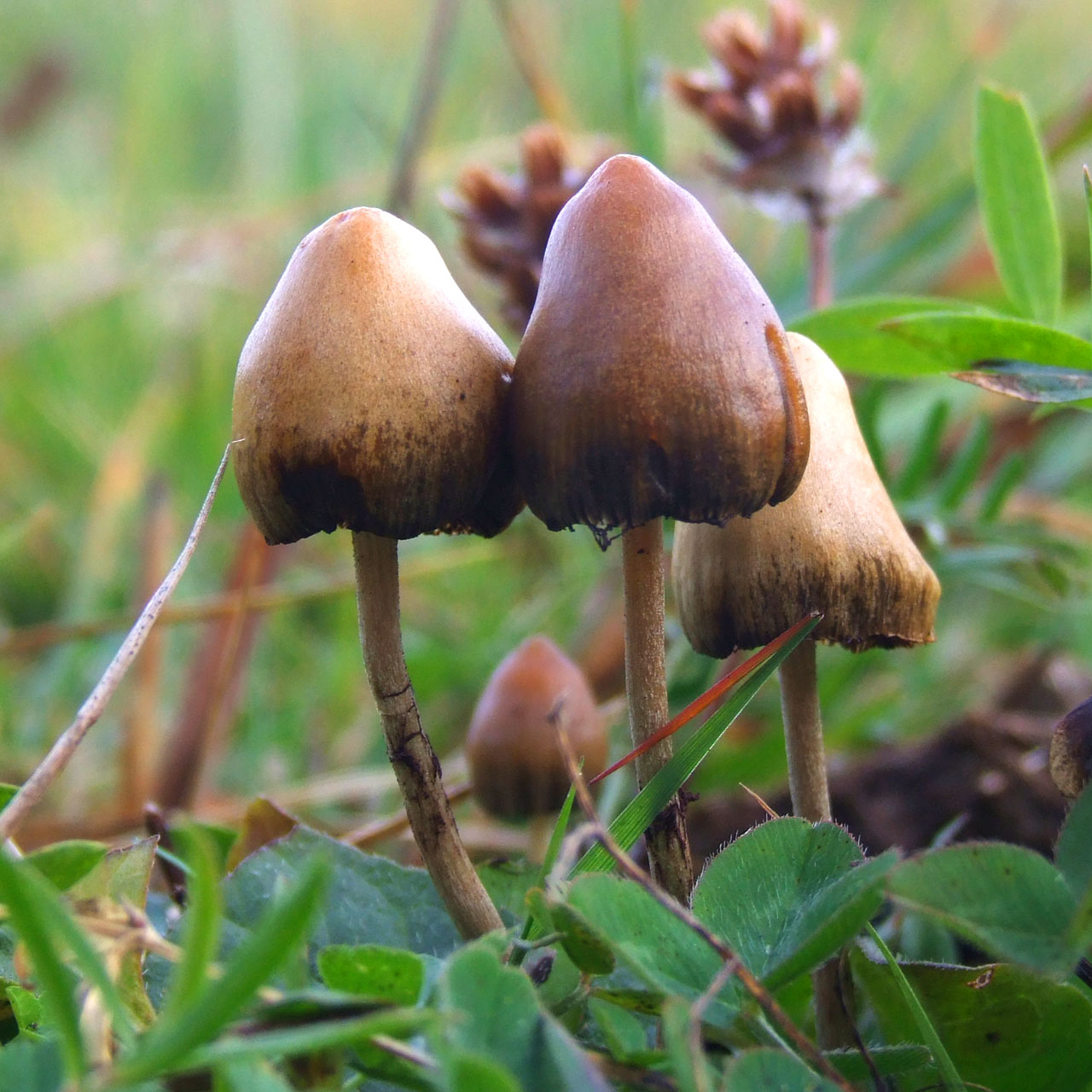 Small brown liberty cap mushrooms growing in grass