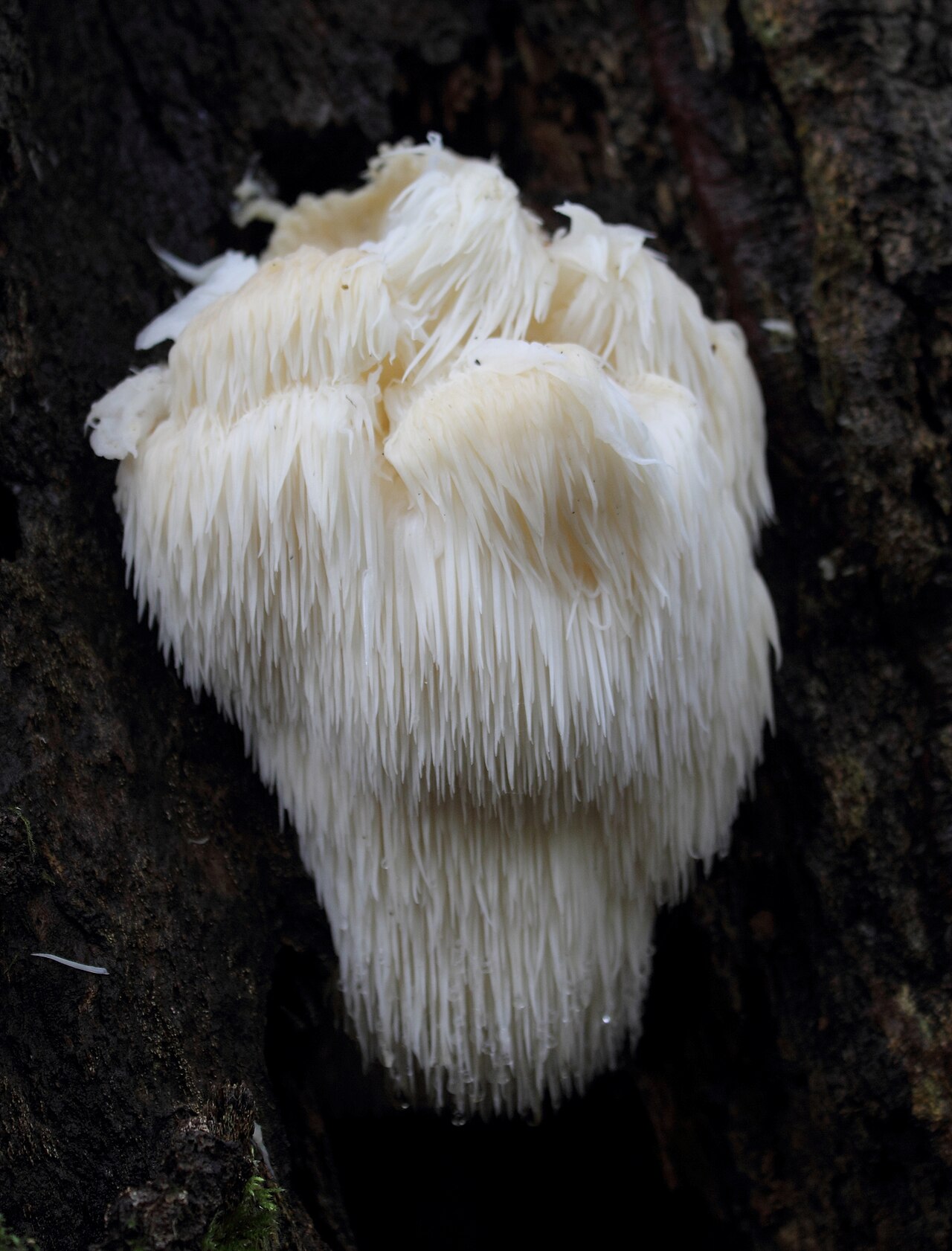 White lion's mane mushroom with long hanging spines