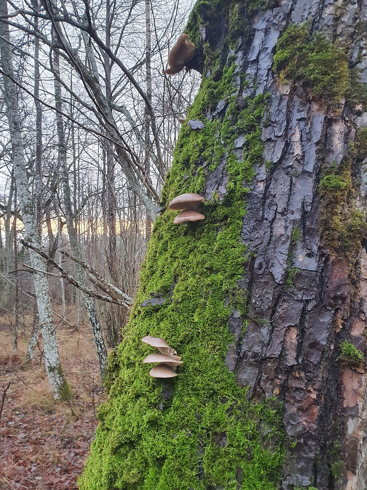 Gray oyster mushrooms layered on a tree trunk