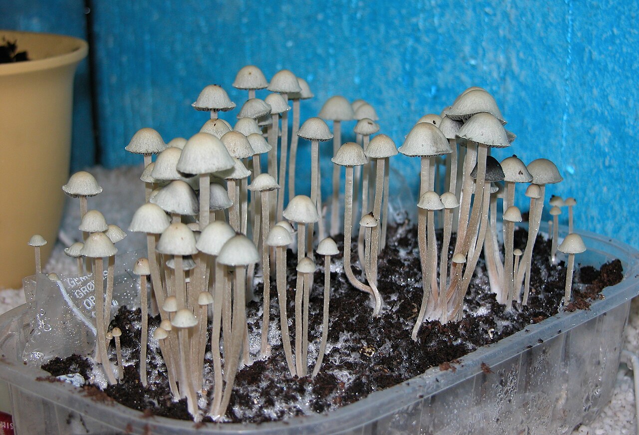 Group of pale Panaeolus cyanescens mushrooms with thin stems