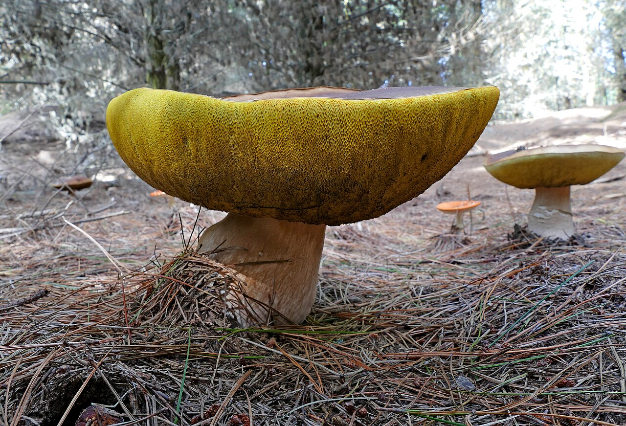 Brown porcini mushroom with a thick pale stem