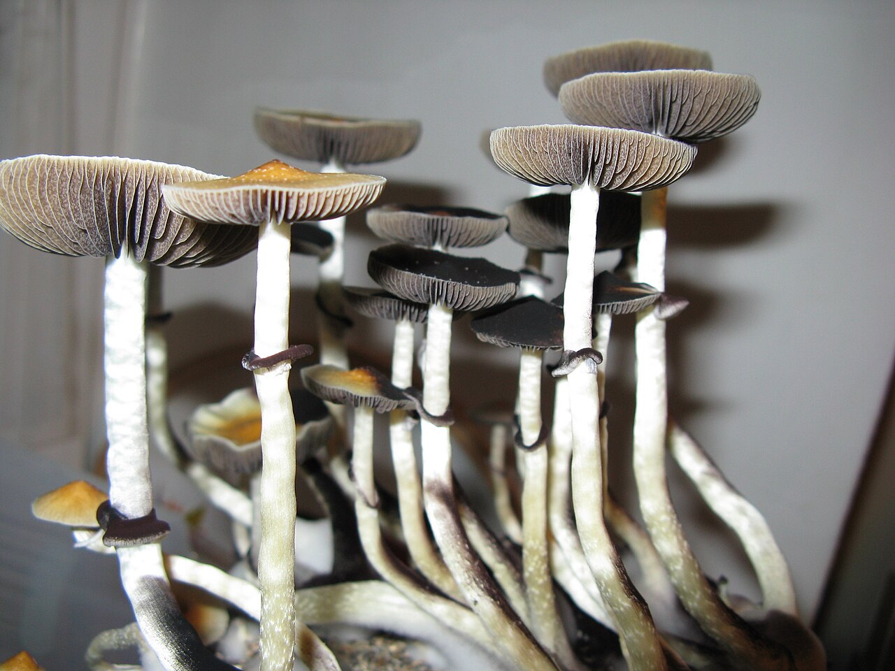 Psilocybe cubensis mushrooms showing pale stems and dark gills