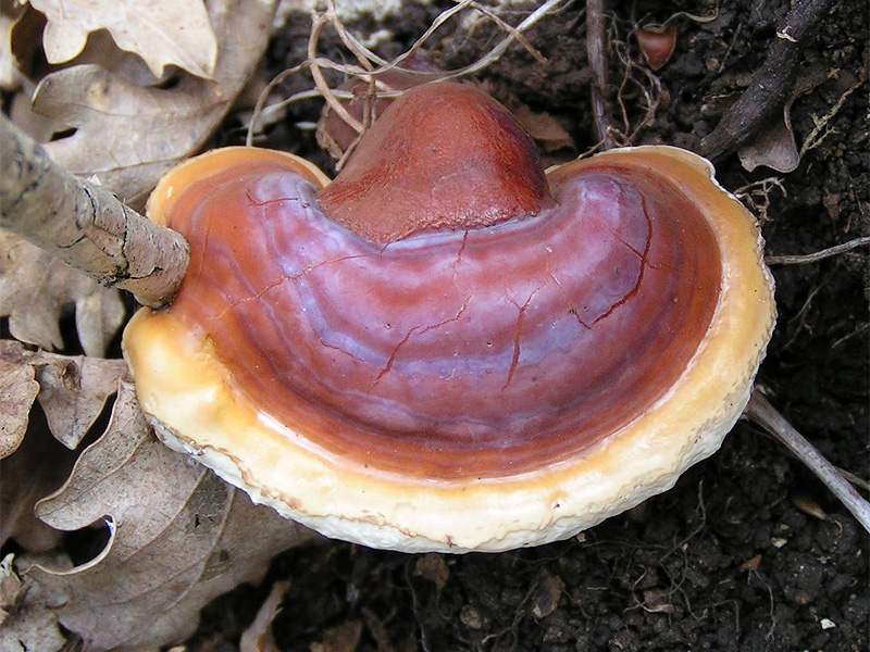 Glossy reddish-brown reishi brackets growing from wood