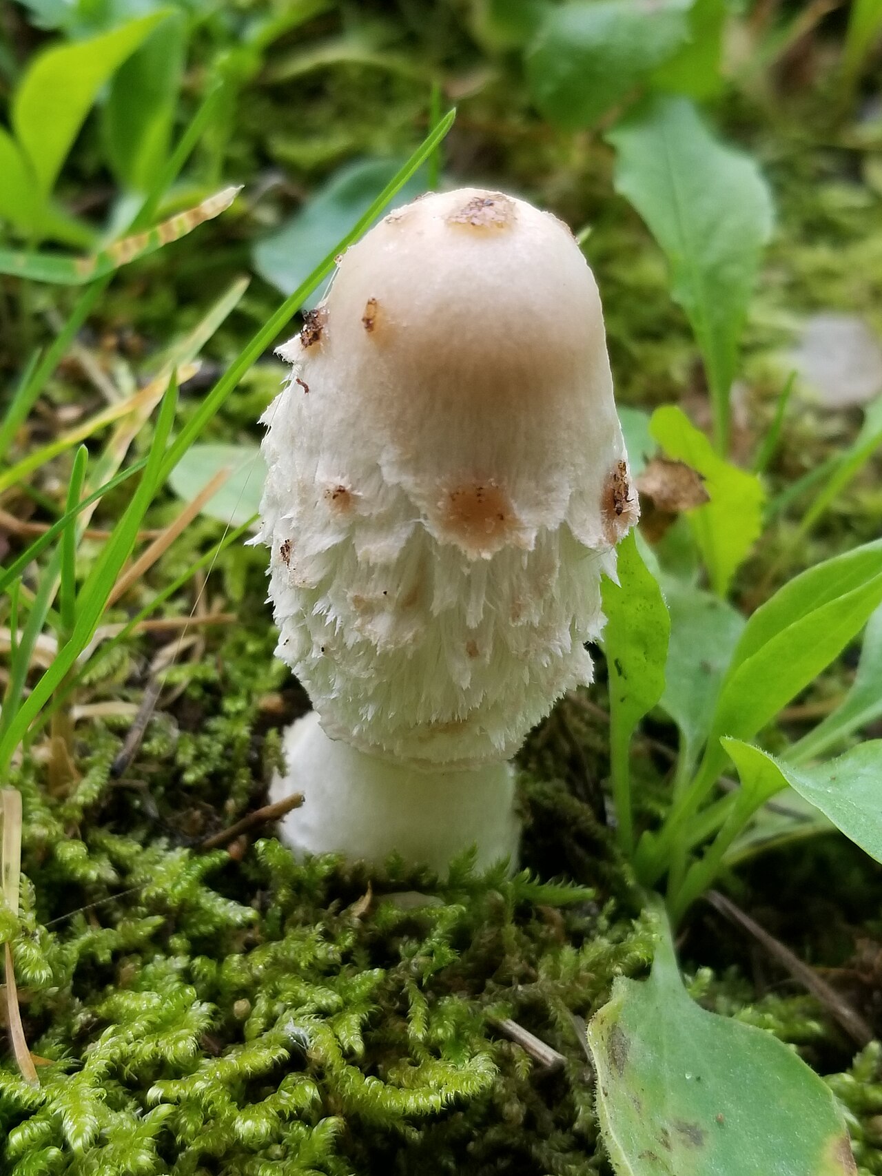 Tall white shaggy mane mushrooms growing from the ground