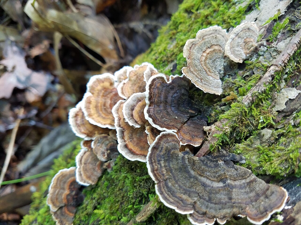 Layered brown turkey tail mushrooms growing on a tree trunk