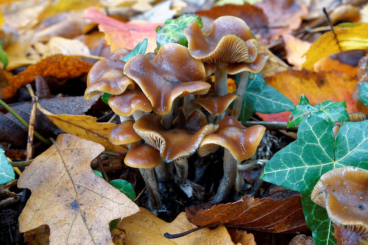 Cluster of caramel-brown wavy cap mushrooms among autumn leaves