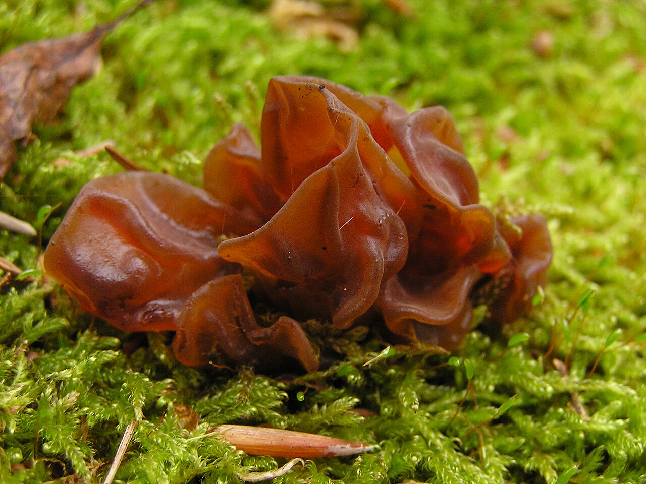 Brown ear-shaped wood ear mushrooms growing from a branch